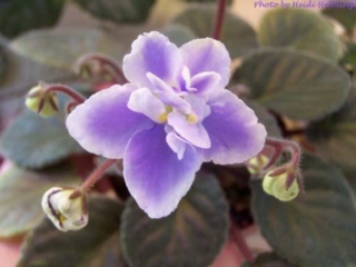 Easter Morning 02/28/1992 (G. Cox/B. Johnson) Semidouble light-medium blue pansy, shaded to pale blue at edge. Medium green, pointed, quilted. Standard