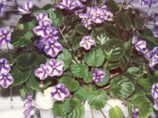 Edee 11/24/1989 (P. Harris) Single chimera white/blue stripe. Medium green, pointed. Miniature trailer (Western)