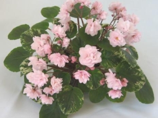 Edee's Rosebud Trail (P. Harris) Double pink. Variegated, small. Miniature trailer (Western)