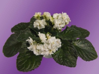 Edelweiss 07/12/1993 (N. Levine) Double white ruffled. Dark green, quilted, glossy, serrated. Large