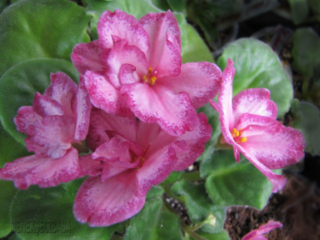 Edge of Dawn (J. Eyerdom) Double light coral-pink/red sparkle edge. Light green, plain. Standard