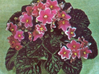 Edgy 10/20/1973 (V. Lorenzen) Double red star/white edge. Plain, pointed, quilted. Standard