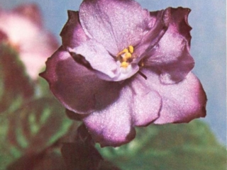 Edith V. Peterson 07/01/1974 (V. Constantinov) Double orchid two-tone star/darker edge. Plain. Large (Western)
