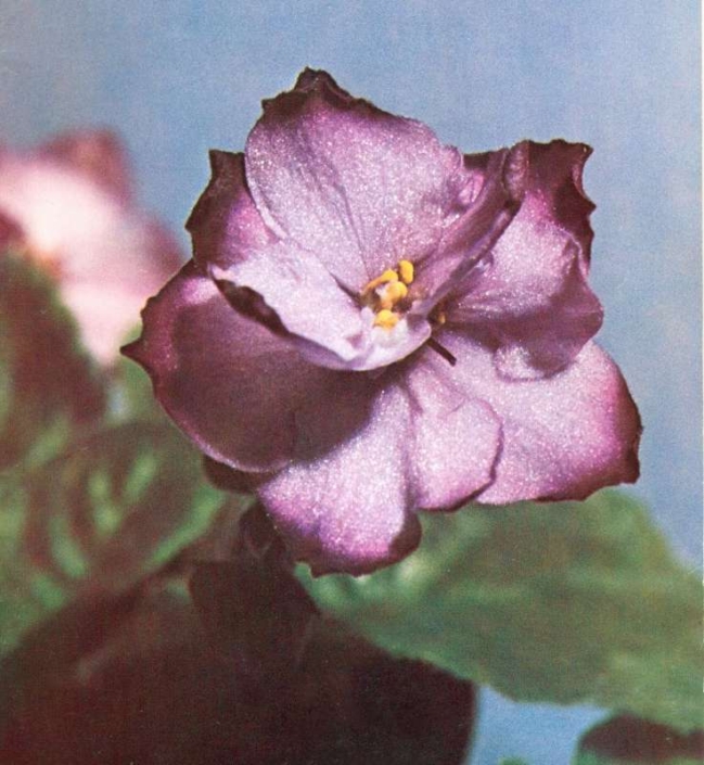 Edith V. Peterson 07/01/1974 (V. Constantinov) Double orchid two-tone star/darker edge. Plain. Large (Western)