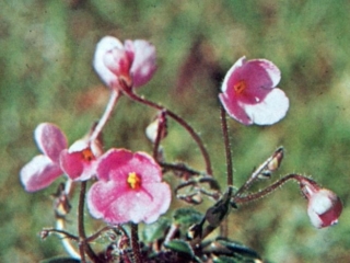 Edith's Toy (L. Lyon) Single dark pink. Miniature