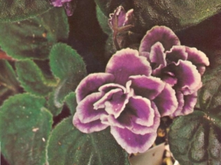 Edna Fischer 04/20/1953 (Fischer) Double red/white edge. Quilted, wavy. Standard