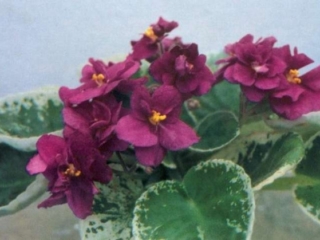 Ednah's Joy 12/12/1985 (E. Daw) Double dark cerise star. Variegated, plain, serrated. Standard (ANZ 039, 1977)