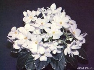 Ed's Surprise 05/27/1981 (L. Ray/E. Atkinson) Double white/red frilled edge. Ruffled. Semiminiature