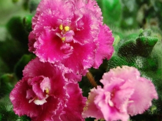 Edward's Delight 05/10/1994 (D. Harrington) Semidouble-double pink pansy/variable white-green frilled edge. Dark green, quilted, pebbled, glossy, wavy/red back. Standard