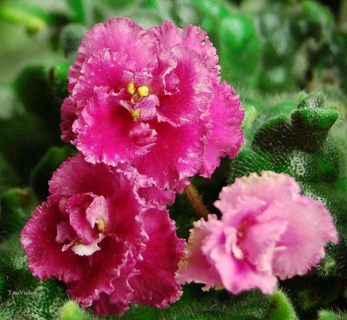 Edward's Delight 05/10/1994 (D. Harrington) Semidouble-double pink pansy/variable white-green frilled edge. Dark green, quilted, pebbled, glossy, wavy/red back. Standard