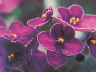 Elaine 09/25/1977 (Volkmann) Semidouble dark plum/white edge. Wavy. Standard (TX Hyb)