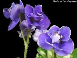 Electric Cowboy 02/06/1984 (C. Phillips) Double dark blue/white edge. Variegated girl foliage. Semiminiature (DAVS 968, TX Hyb)