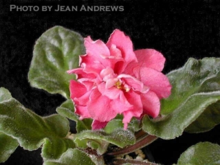 Electric Dreams (S. Sorano) Double dark coral/rose sparkle overlay. Medium green, pointed. Standard