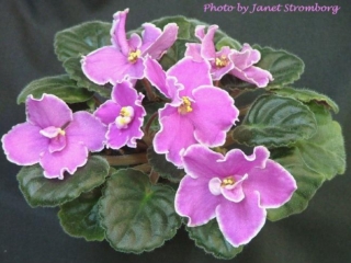 Elegance (Eyerdom) Semidouble red-orchid/white edge. Plain. Standard