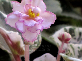 Elizabeth 01/18/1989 (B. Bryant) Double light pink two-tone star/raspberry-sparkled ruffled edge. Variegated dark green, heart-shaped, quilted, glossy, scalloped. Standard (TX Hyb)