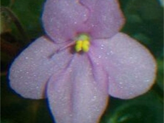 Ella's Peach Blossom (E. Kiesling) Single peach-pink. Scalloped, girl foliage. Small standard