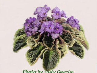 Ellen Griffin's Pride 02/14/1988 (J. Munk) Semidouble lavender/darker frilled edge. Variegated green, pink and white/red back. Large (DAVS 1243, TX Hyb)