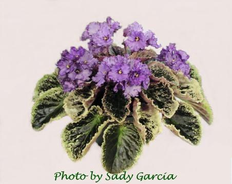 Ellen Griffin's Pride 02/14/1988 (J. Munk) Semidouble lavender/darker frilled edge. Variegated green, pink and white/red back. Large (DAVS 1243, TX Hyb)