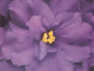 Embraceable Blue 06/17/1985 (S. Sorano) Double medium blue star. Medium green, plain. Large