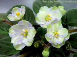 Emerald City 07/28/1995 (S. Sorano) Single chimera pale lavender sticktite pansy/green stripe. Medium green, plain. Standard