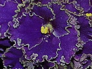 Emerald Lace (J. Swift) Double purple large/green frilled edge. Medium green. Standard (TX Hyb)