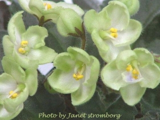 Emerald Love (E. Kolb) Semidouble creamy white/wide green edge. Dark green, wavy/red back. Standard