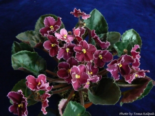 Emergency (K. Stork) Single-semidouble red pansy/white fluted edge. Dark green, wavy/red back. Large