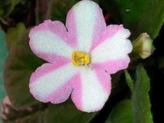 Emiko 01/17/1989 (Eyerdom) Single chimera bright pink star/white stripe, variable white edge. Light green, plain, pointed, glossy. Standard