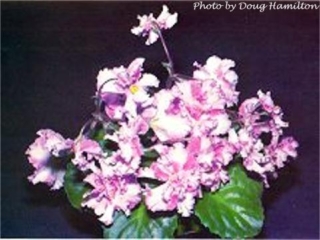 Emma Lahr 04/01/1978 (I. Montgomery) Single white star. Variegated, plain. Miniature