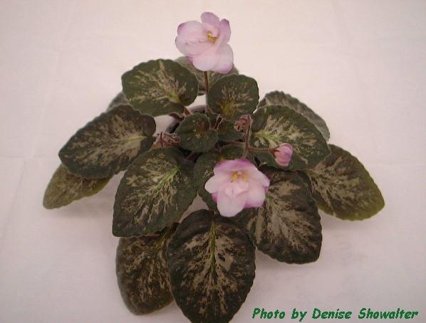 Emperor 04/19/1965 (R. Taylor) Double pale pink/red-tipped upper petals. Mosaic variegated dark green, ovate. Large