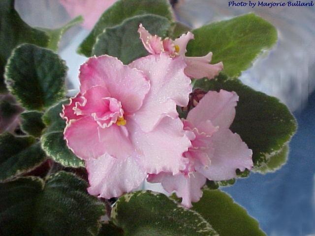 Enchanted Halo (G. Boone) Semidouble-double pink two-tone/green-white frilled edge. Variegated, pointed. Standard
