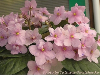 Enchanting Waterfall (P. Sorano) Single light pink pansy/blue fantasy. Medium green. Standard trailer