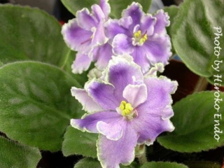 Equinox (K. Stork) Semidouble light purple large star/wide white edge. Medium green, pointed, wavy. Standard