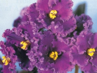 Erica (Volkmann) Single-semidouble purple ruffled star. Dark green, wavy. Standard (TX Hyb)