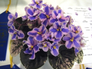 Eternal Orbit 01/27/2010 (P. Sorano/Lyndon Lyon Greenhouses) Semidouble chimera pink pansy/variable blue fantasy; blue stripe. Variegated dark green and ivory, quilted/red back. Semiminiature