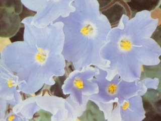 Etude (Eyerdom) Single sky-blue star. Standard