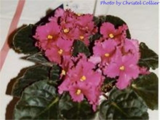 Eureka (Volkmann) Single red ruffled star. Dark green, quilted. Standard (TX Hyb)