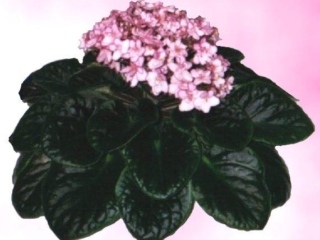 Evelyn Lord 02/10/1994 (H. Pittman) Semidouble pink/raspberry edge. Dark green, plain/red back. Standard (DAVS 1439, TX Hyb)