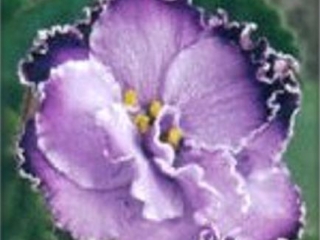 Evening Shade 01/27/1994 (J. Eyerdom/H. Eyerdom) Semidouble lavender two-tone large/dark purple band, white edge. Medium green, pointed, quilted, hairy. Standard