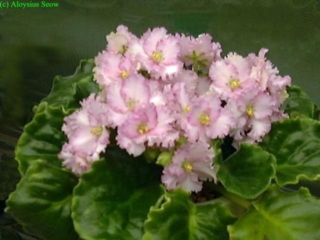 Optimara EverHarmony Optimara EverHarmony 05/29/2002 (R. Holtkamp) Single-semidouble white to pale pink frilled pansy/variable darker eye, band; light green edge. Medium green, plain, glossy, hairy, wavy, scalloped./red back. Large (DAVS 1674)