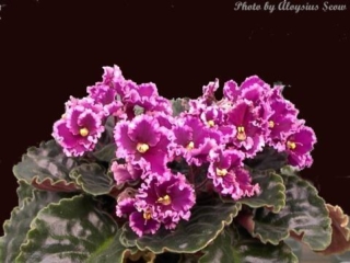 Optimara EverLove Optimara EverLove 05/29/2002 (R. Holtkamp) Single purple-red sticktite frilled/wide white to light pink band, light green edge. Dark green, heart-shaped, glossy, hairy, wavy, scalloped/red back. Standard (DAVS 1676)