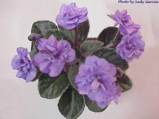 Everdina 09/30/1983 (H. Inpijn/R. Nadeau) Double lavender/violet-blue fantasy. Medium green, plain, pointed. Miniature (Western)