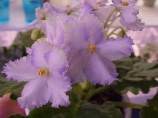 Optimara EverGrace Optimara EverGrace 05/29/2002 (R. Holtkamp) Single white sticktite frilled pansy/medium blue eye, band, variable light green edge. Medium green, heart-shaped, glossy, hairy, wavy, scalloped. Large (DAVS 1703)