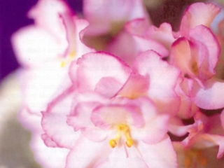 Evergreen's Sadie Lady