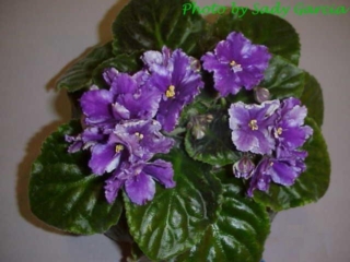 Exotic Star 01/12/2002 (D. Thompson) Single chimera white sticktite frilled star/purple stripe. Medium green, plain, quilted, wavy, scalloped. Standard