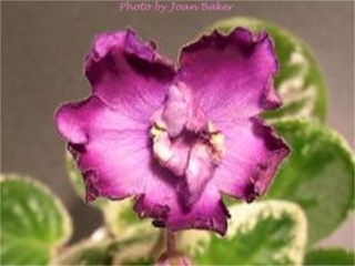 Eye Shadow 01/04/1999 (Condit/D. Harris) Semidouble lavender frilled/purple eye, tips. Crown variegated green and cream, ovate, quilted, wavy. Standard