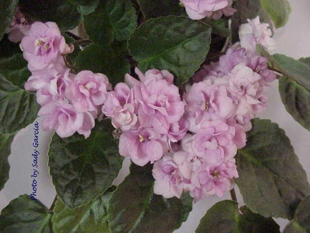 Fairy Fountains (P. Tracey) Double pink star. Light green, glossy. Semiminiature trailer (CA)
