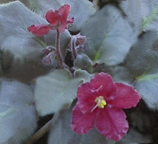 Fall Colors 10/08/1993 (S. Sorano) Semidouble light red-coral frilled pansy. Dark olive green, plain, pointed/red back. Large