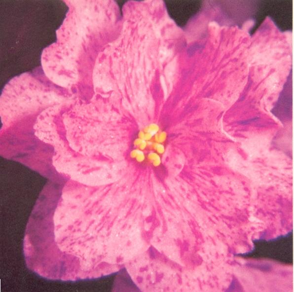 Fantasy Charm 08/09/1982 (Eyerdom) Semidouble lavender-pink fantasy. Plain, pointed; sucker propagation. Standard