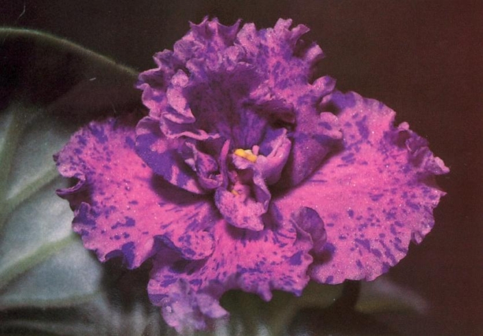 Fantasy Frolic 11/09/1987 (F. Tinari) Semidouble lavender-pink ruffled/dark purple fantasy. Medium green, plain, heart-shaped, hairy. Standard